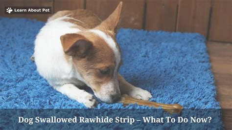 just swallows|What to Do If Your Dog Swallowed Rawhide: Expert Advice